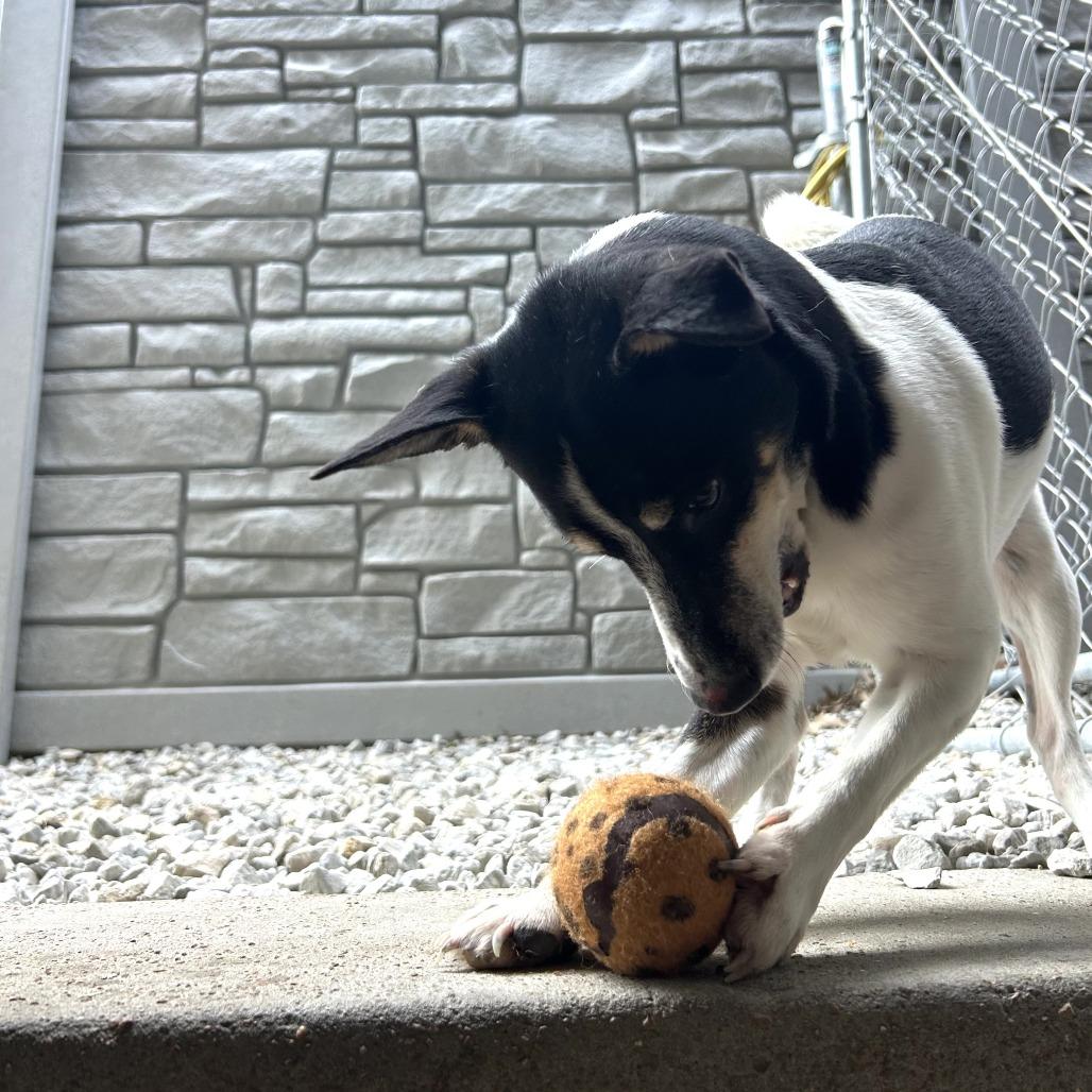 Rico, Adoptable, Adult Male Rat Terrier.