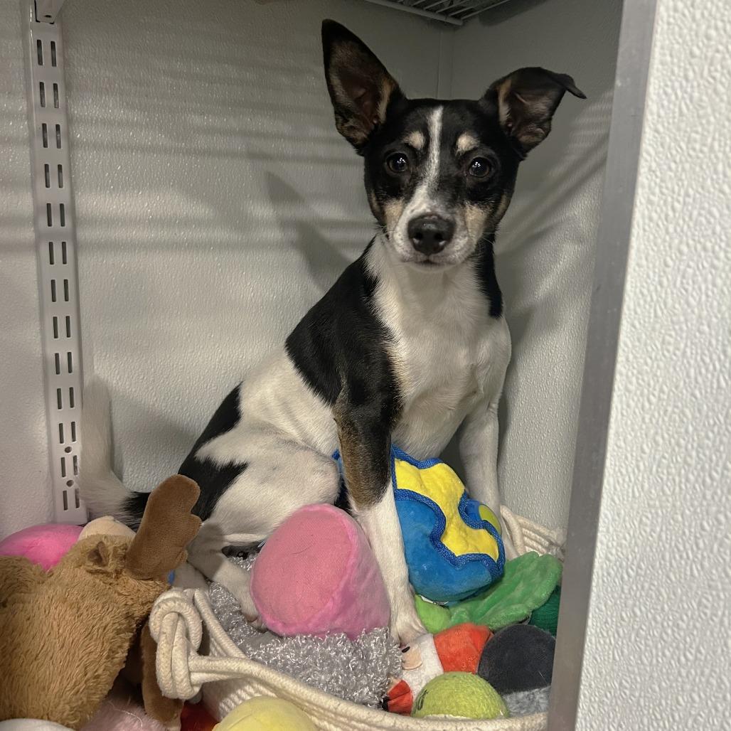 Rico, a Adoptable Rat Terrier in St. Louis, MO image 2/5