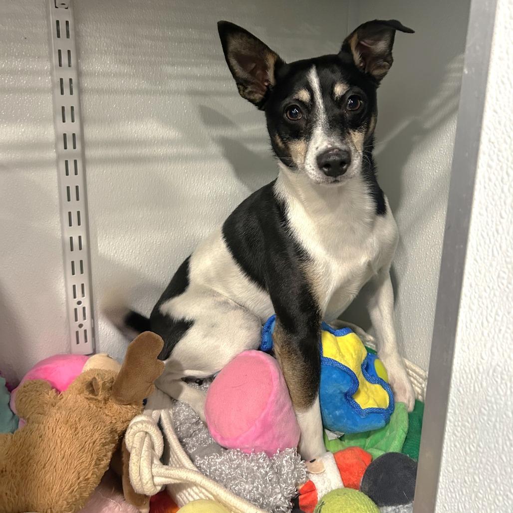 Rico, a Adoptable Rat Terrier in St. Louis, MO image 3/5