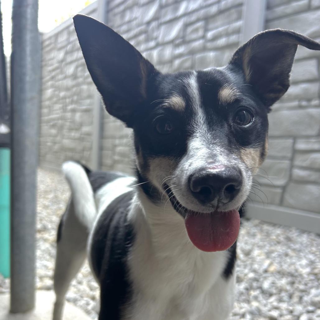 Enlarge Rico, a Adoptable Rat Terrier in St. Louis, MO image 2/4