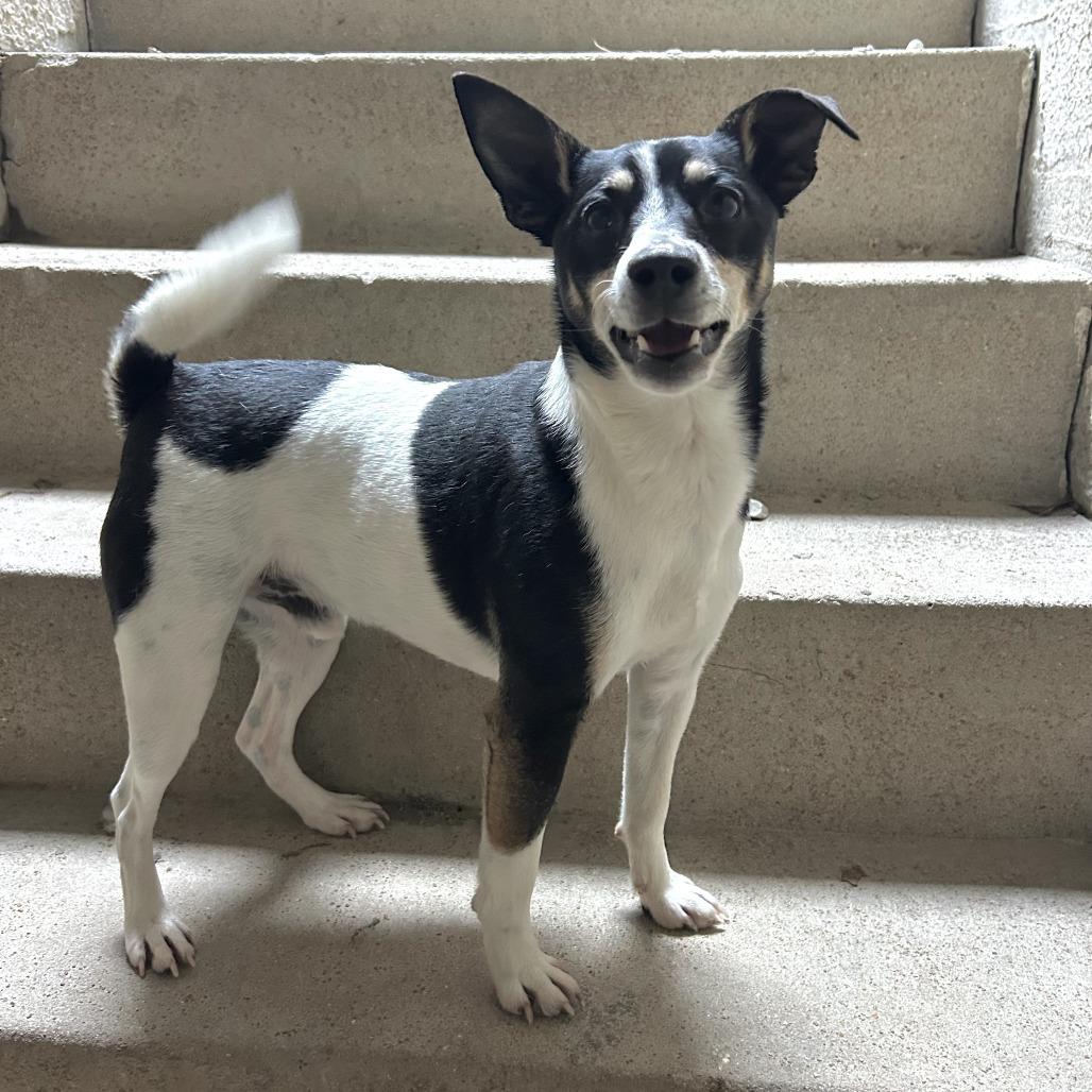 Enlarge Rico, a Adoptable Rat Terrier in St. Louis, MO image 3/4
