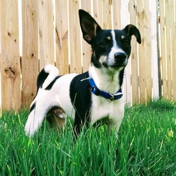 Enlarge Rico, a Adoptable Rat Terrier in St. Louis, MO image 4/4