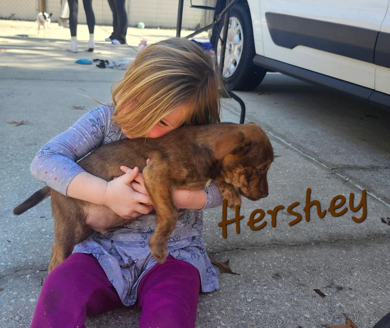 Hershey , a ADOPTABLE mixed breed in Weeki Wachee, FL image 3/6
