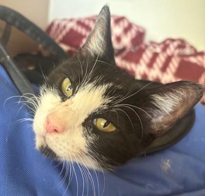Cookie, a ADOPTABLE Domestic Short Hair in Schertz, TX image 2/2