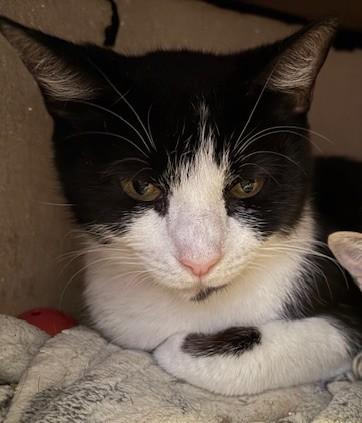 Cookie, ADOPTABLE, Adult Female Domestic Short Hair.