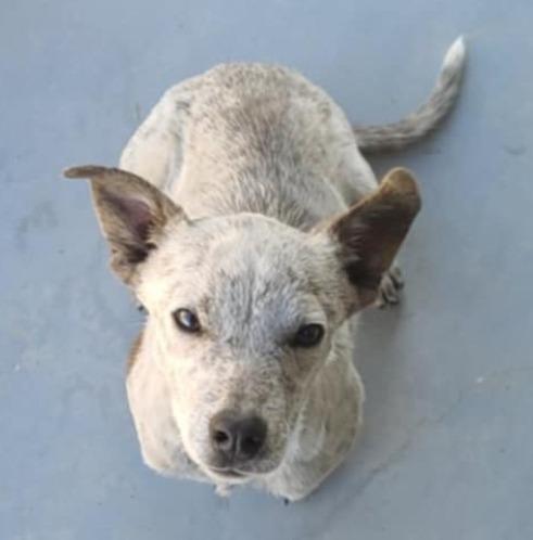 Juniper, Adoptable, Young Female Mixed Breed.