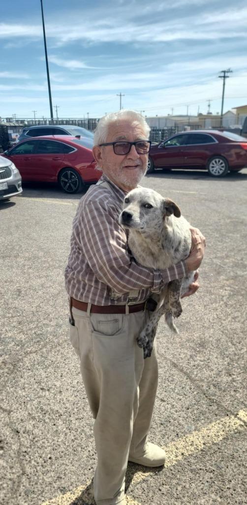 Enlarge Juniper, a Adoptable mixed breed in Fort Stockton, TX image 3/3