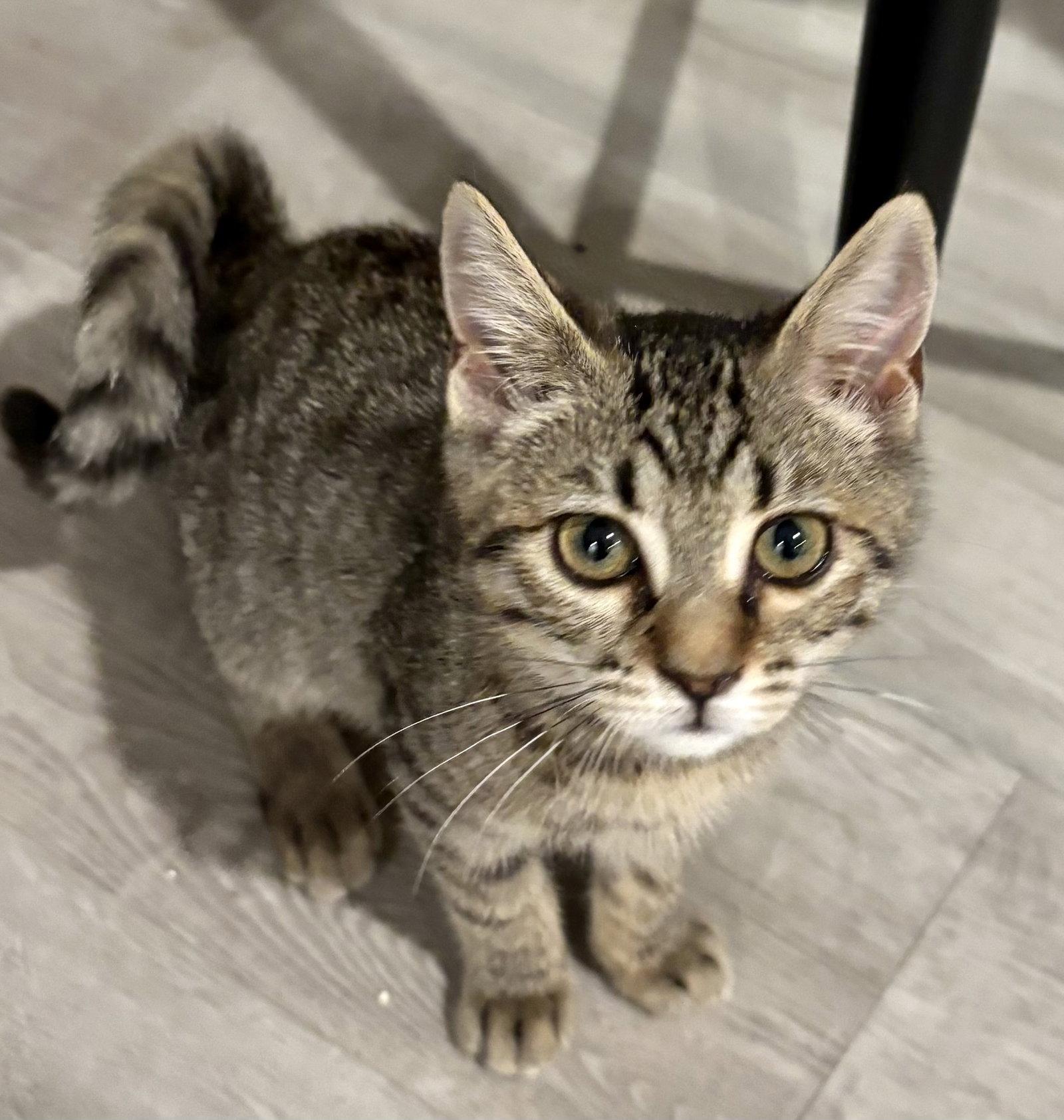 Cindy - See Video!!, Adoptable, Kitten Female Tabby & Domestic Short Hair.