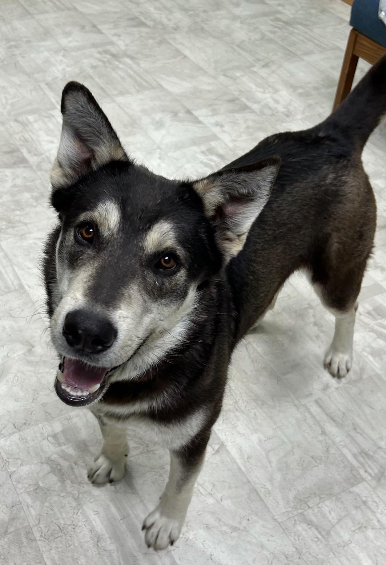 Enlarge Kayce, a Adoptable mixed breed in Neillsville, WI image 5/5