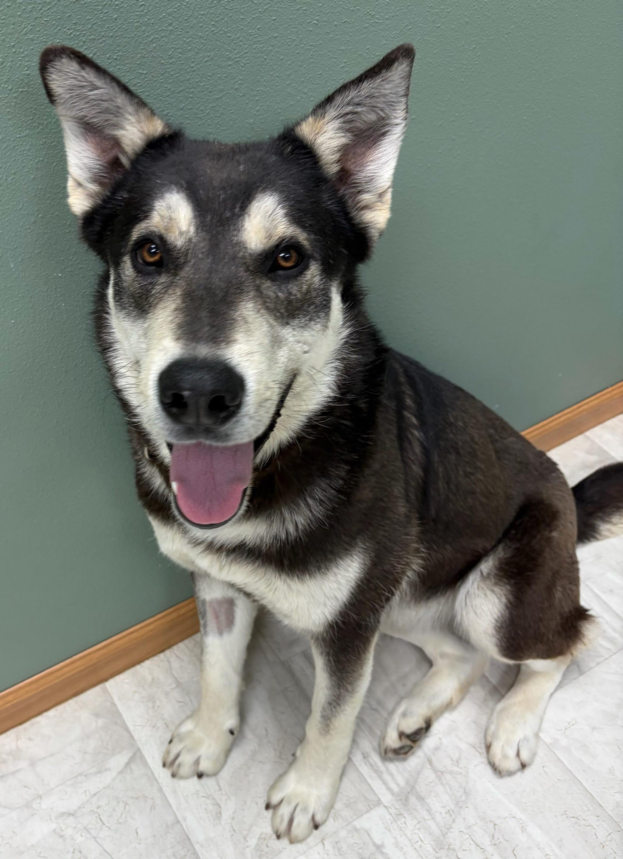 Kayce, Adoptable, Young Male Husky & Labrador Retriever.