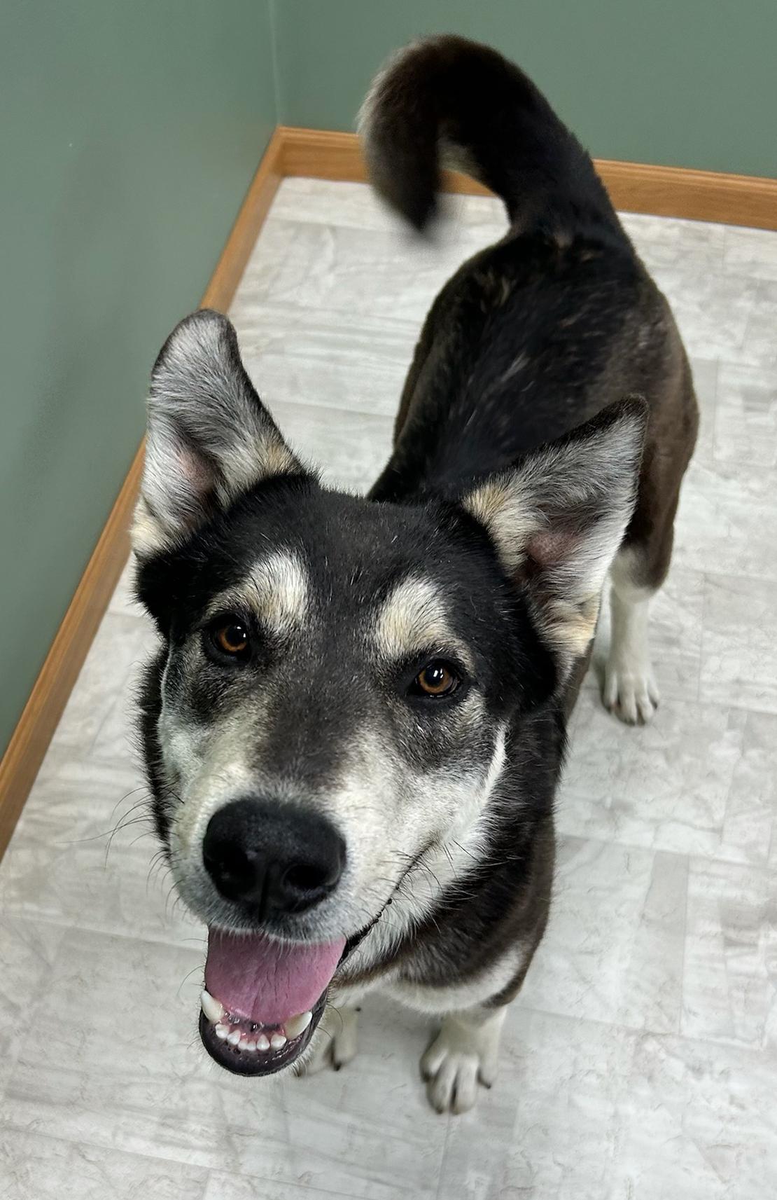 Enlarge Kayce, a Adoptable mixed breed in Neillsville, WI image 2/5