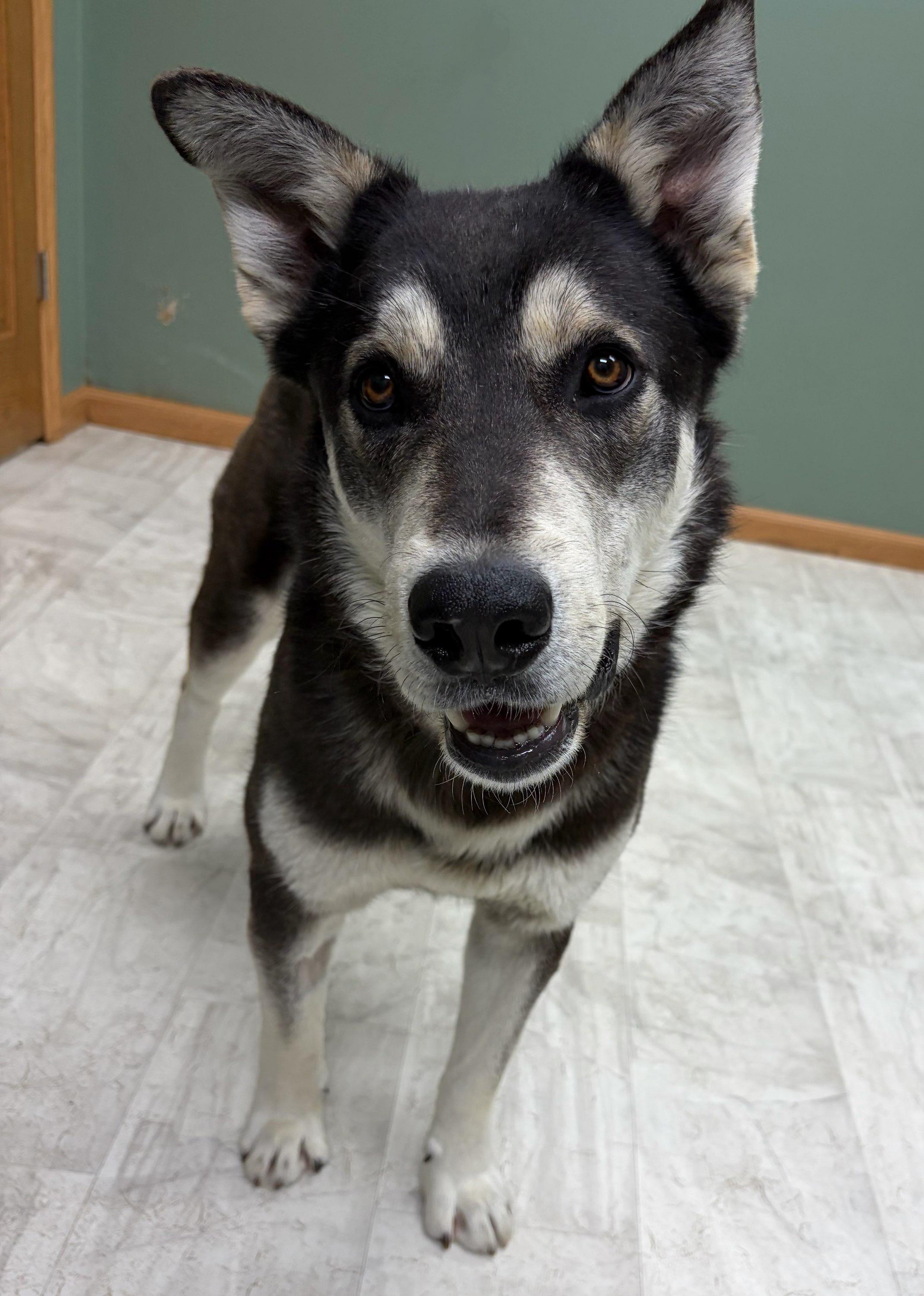 Enlarge Kayce, a Adoptable mixed breed in Neillsville, WI image 3/5