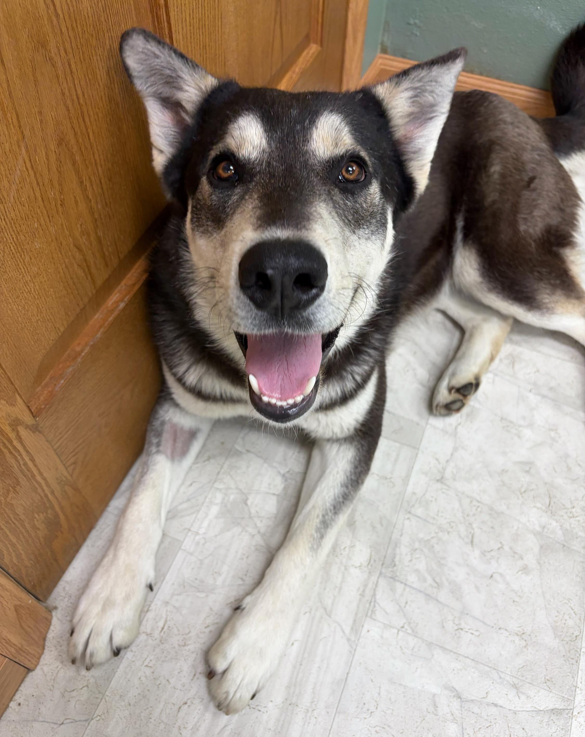 Enlarge Kayce, a Adoptable mixed breed in Neillsville, WI image 4/5