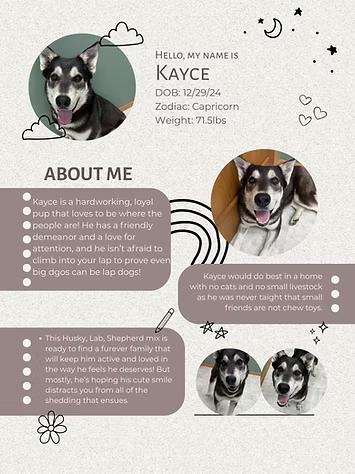 Enlarge Kayce, an adopted mixed breed in Neillsville, WI image 1/6