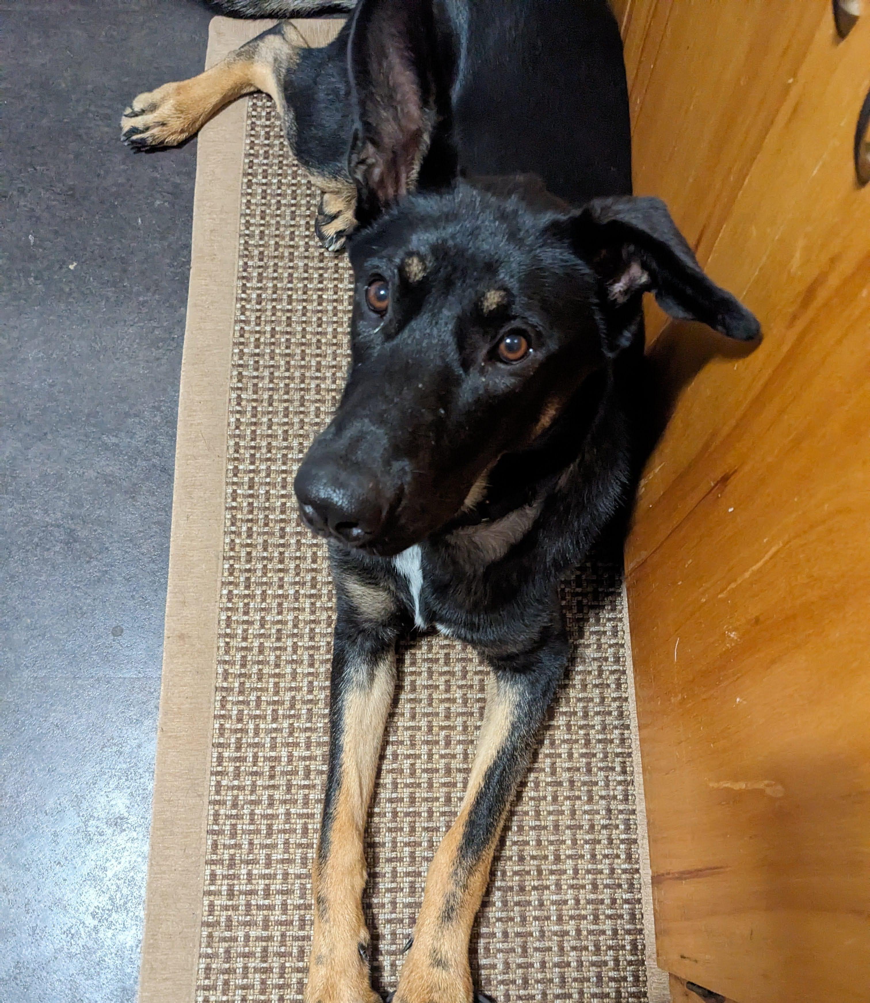 Enlarge Pie, a Adoptable mixed breed in Portland, OR image 2/6