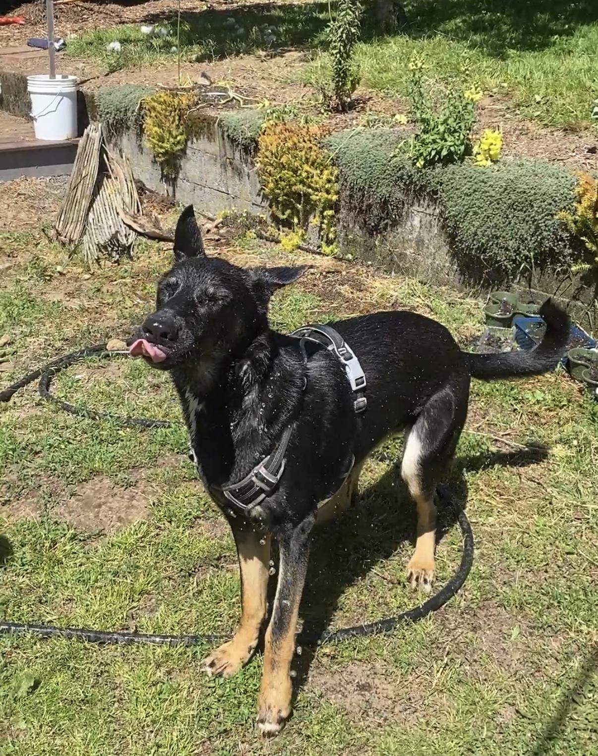 Enlarge Pie, a Adoptable mixed breed in Portland, OR image 3/6