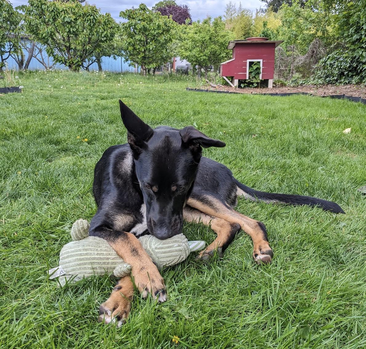 Enlarge Pie, a Adoptable mixed breed in Portland, OR image 4/6