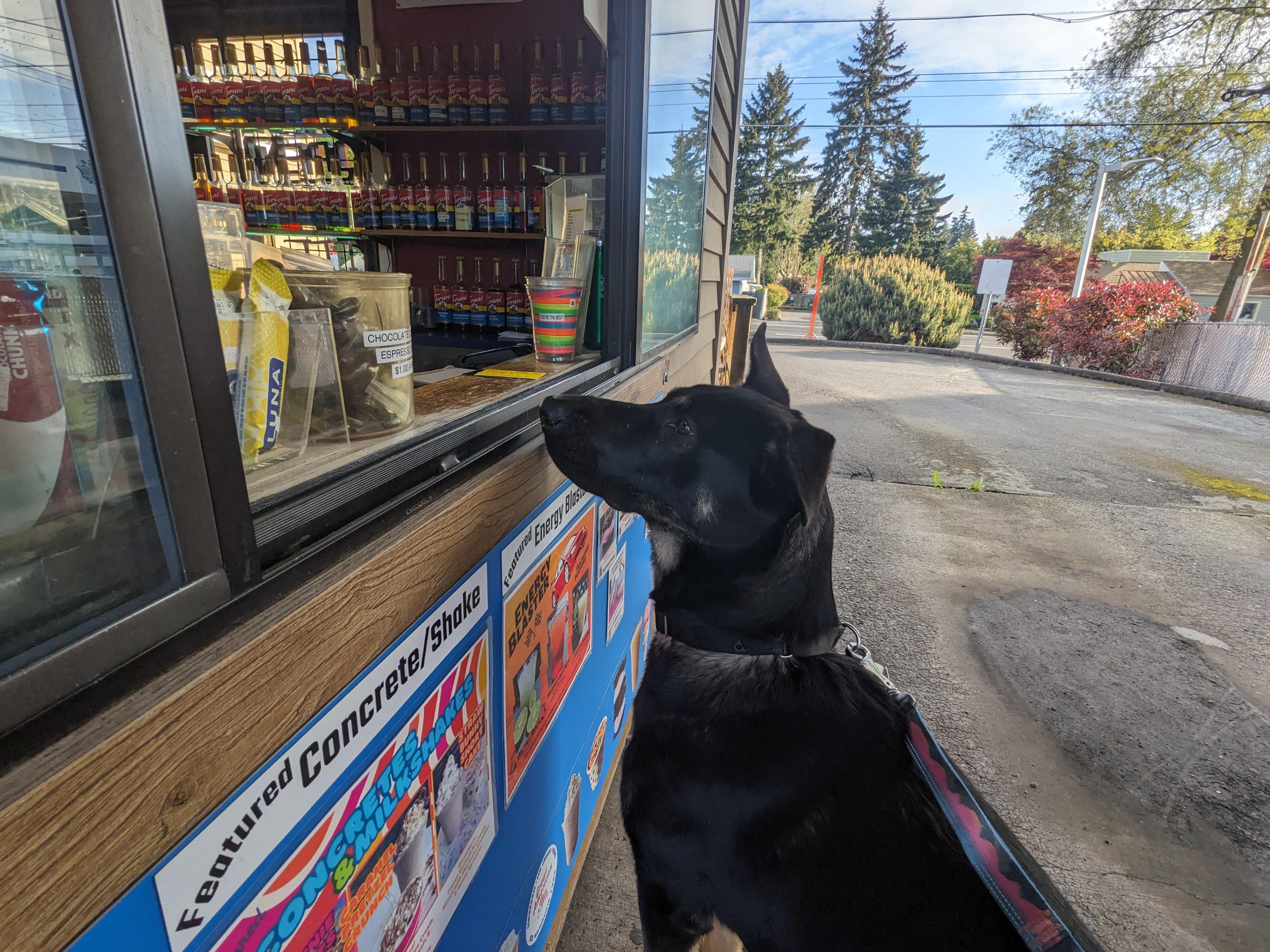 Enlarge Pie, a Adoptable mixed breed in Portland, OR image 5/6