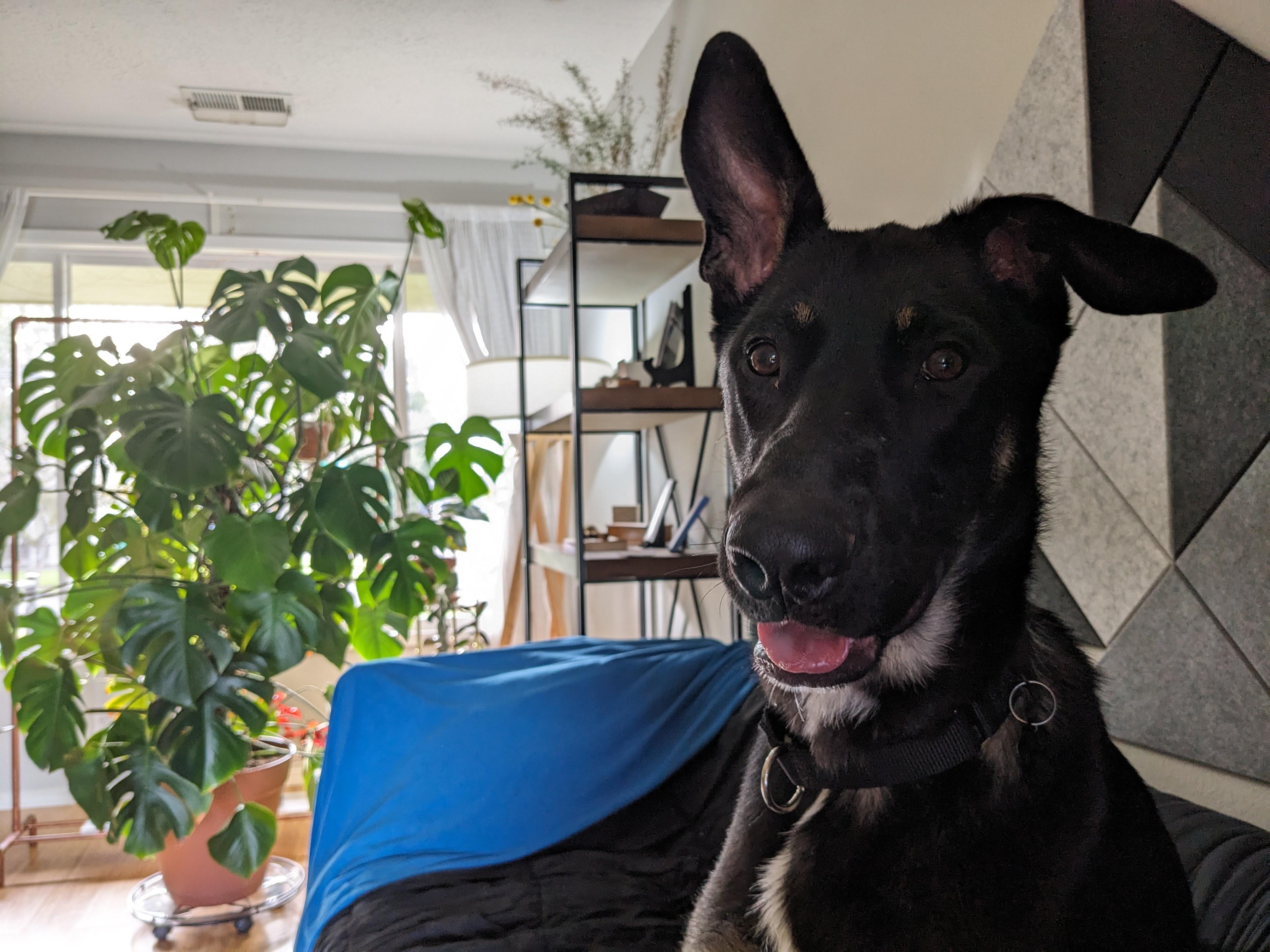 Enlarge Pie, a Adoptable mixed breed in Portland, OR image 6/6