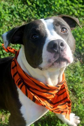 Butch, Adoptable, Adult Male Pit Bull Terrier & Mixed Breed.