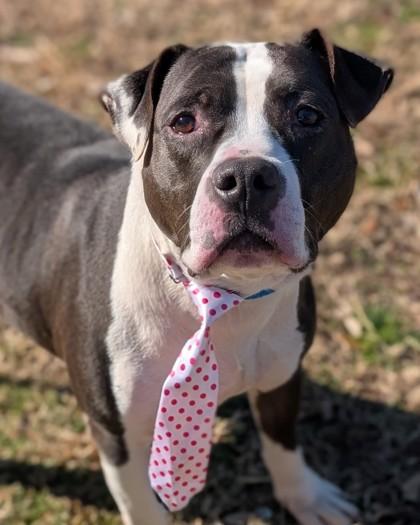 Enlarge Butch, a Adoptable mixed breed in Gulfport, MS image 2/3