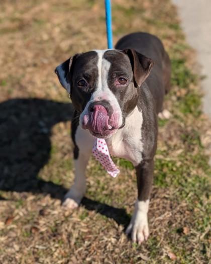 Enlarge Butch, a Adoptable mixed breed in Gulfport, MS image 3/3