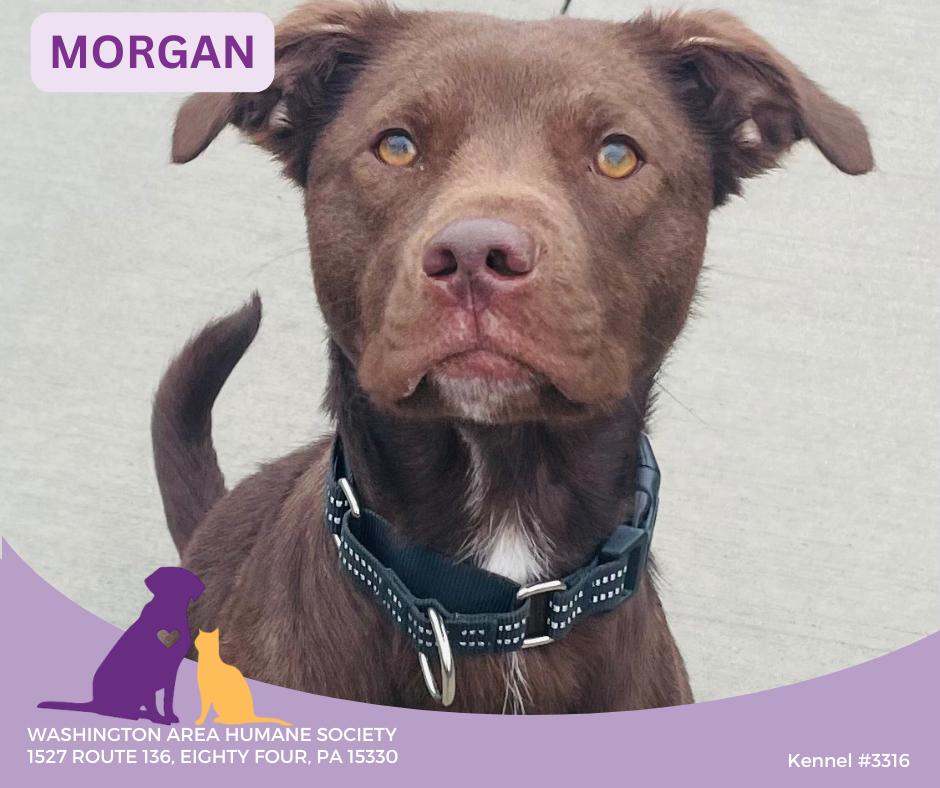 Morgan, ADOPTABLE, Adult Female Chocolate Labrador Retriever.