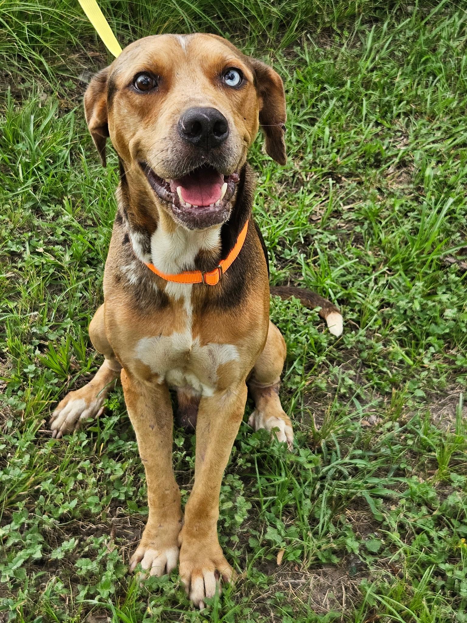 Sinatra, Adoptable, Young Male Catahoula Leopard Dog.