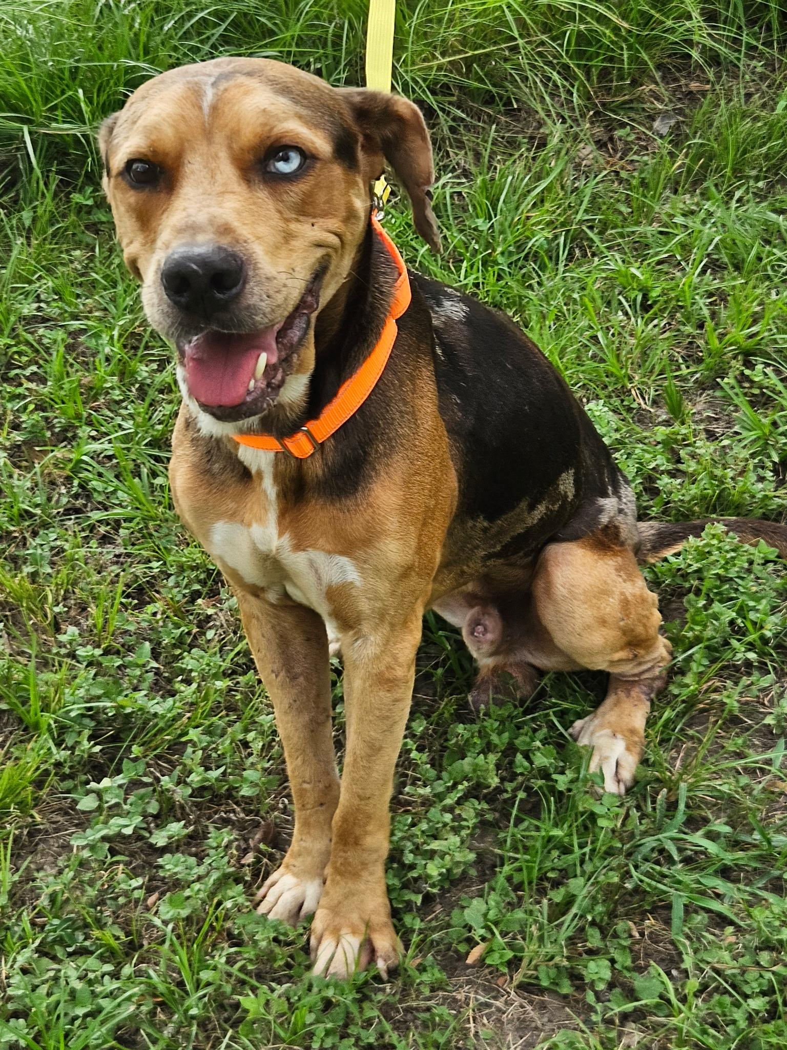 Enlarge Sinatra, a Adoptable Catahoula Leopard Dog in Dallas, TX image 2/2