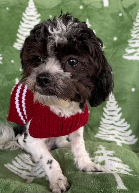 Enlarge Oreo, an adopted mixed breed in Memphis, TN image 2/6