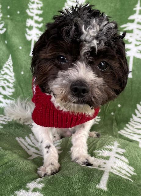 Enlarge Oreo, an adopted mixed breed in Memphis, TN image 4/6