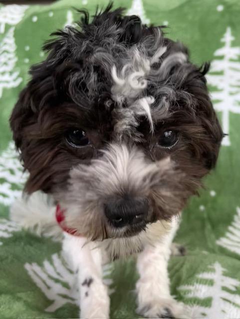 Enlarge Oreo, an adopted mixed breed in Memphis, TN image 5/6