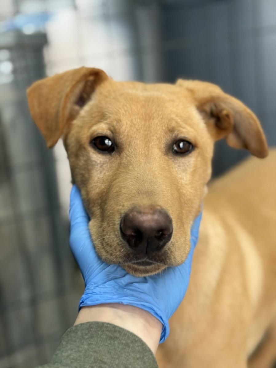 BEAVER, Adoptable, Adult Male Labrador Retriever.