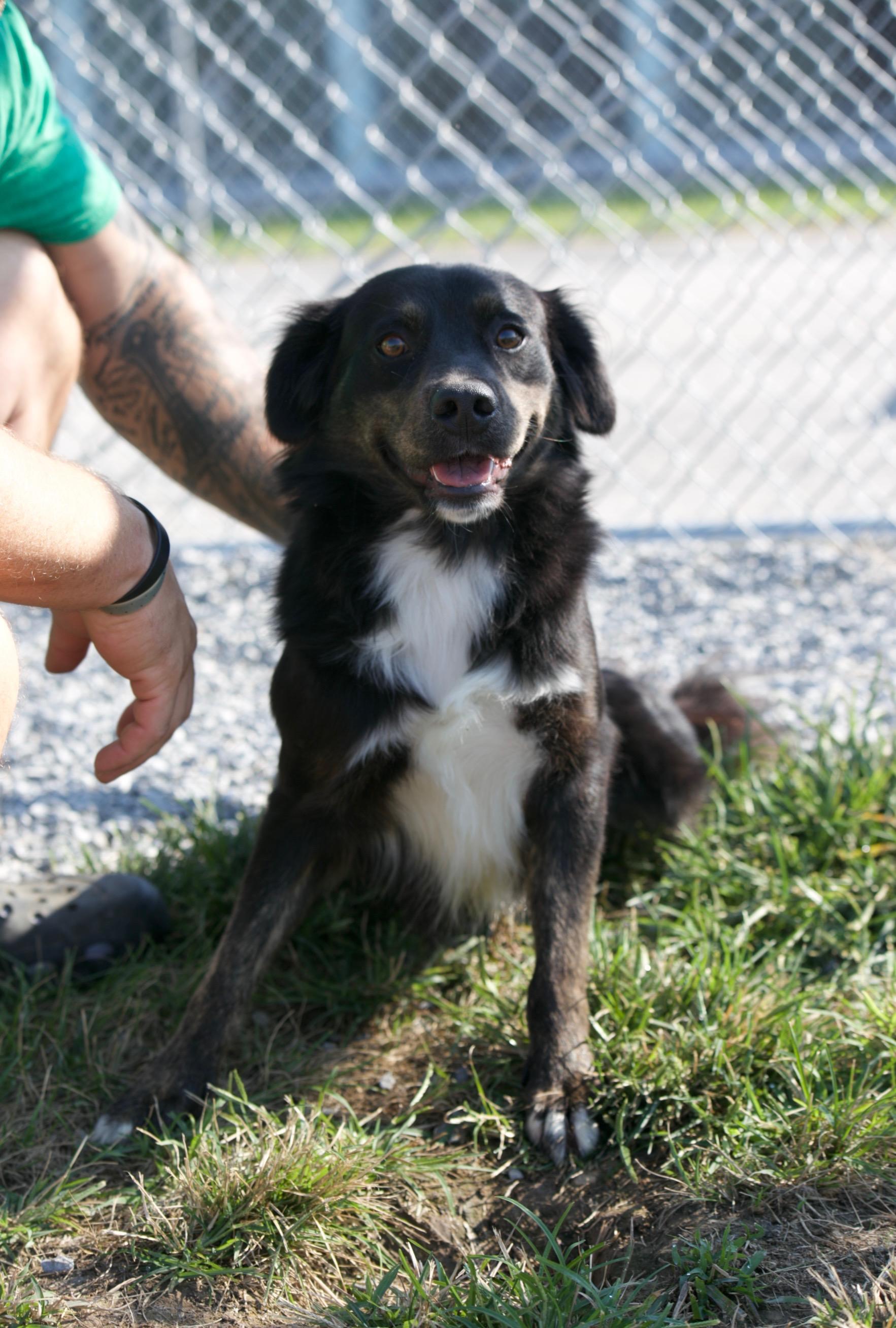 Bear, Adoptable, Young Male Border Collie & Australian Shepherd.