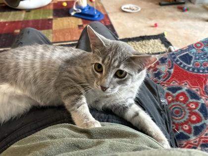 Kubota -Fostered, Adoptable, Kitten Male Domestic Short Hair & Domestic Short Hair.