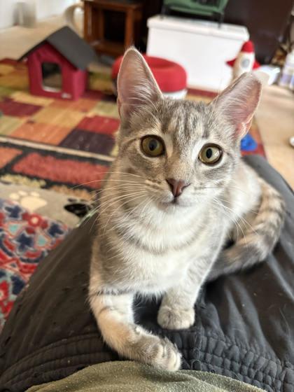 Enlarge Kubota -Fostered, a Adoptable Domestic Short Hair in Seneca, SC image 2/3