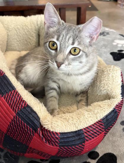 Enlarge Kubota -Fostered, a Adoptable Domestic Short Hair in Seneca, SC image 3/3