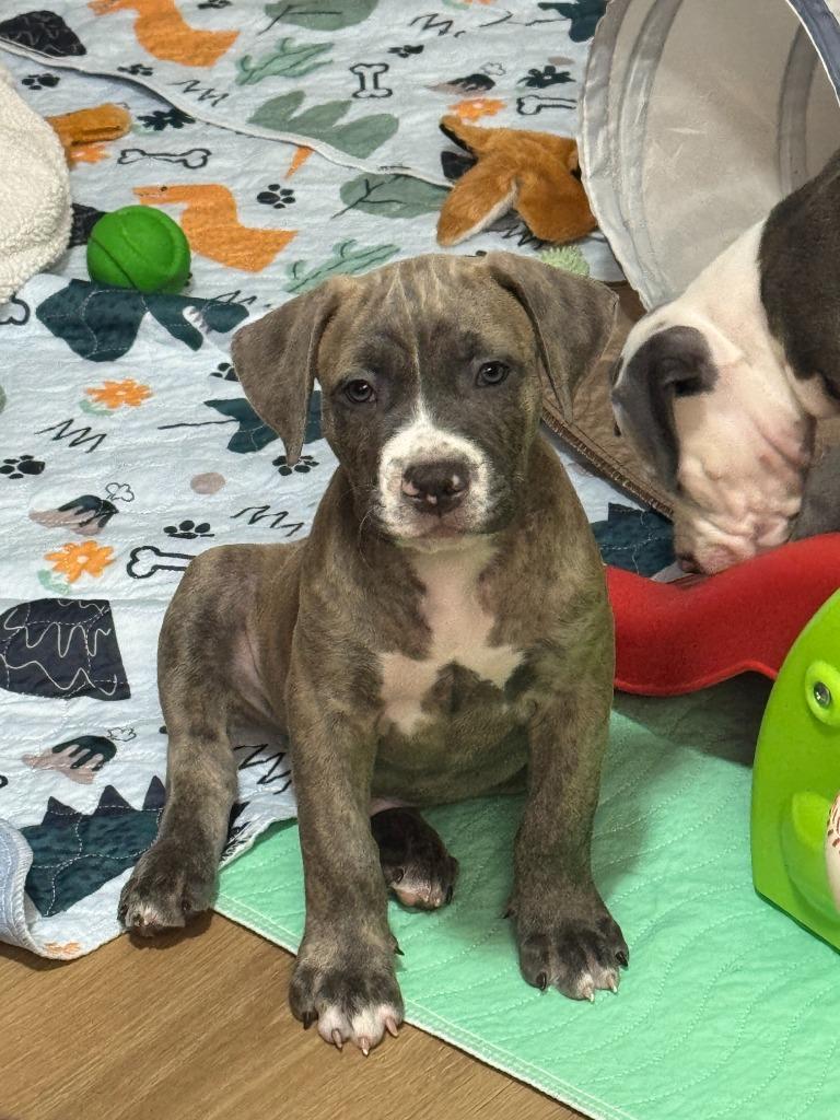 Enlarge Freddy Kruger, a Adoptable mixed breed in Phoenix, AZ image 1/3