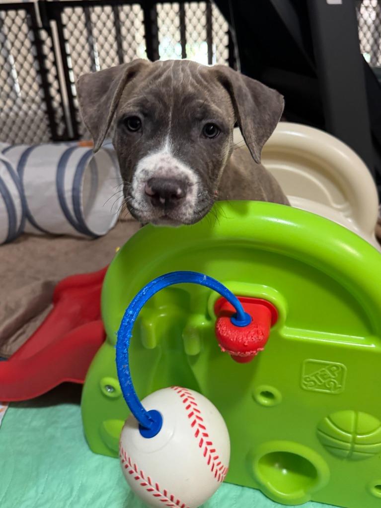 Enlarge Freddy Kruger, a Adoptable mixed breed in Phoenix, AZ image 2/3