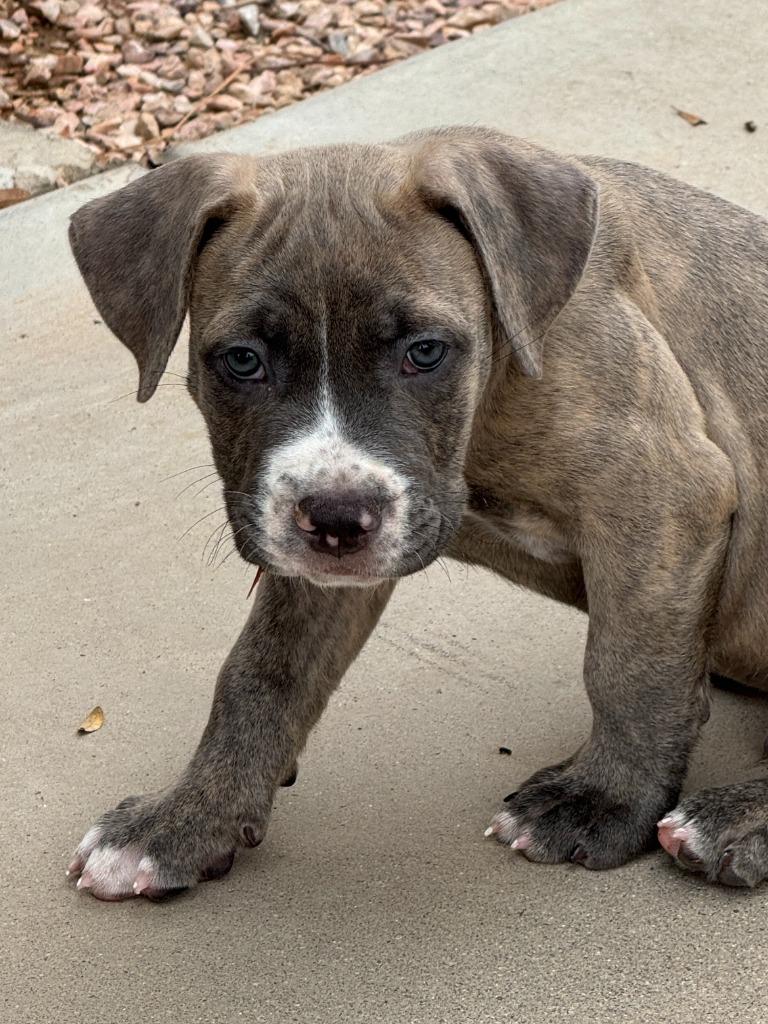 Enlarge Freddy Kruger, a Adoptable mixed breed in Phoenix, AZ image 3/3