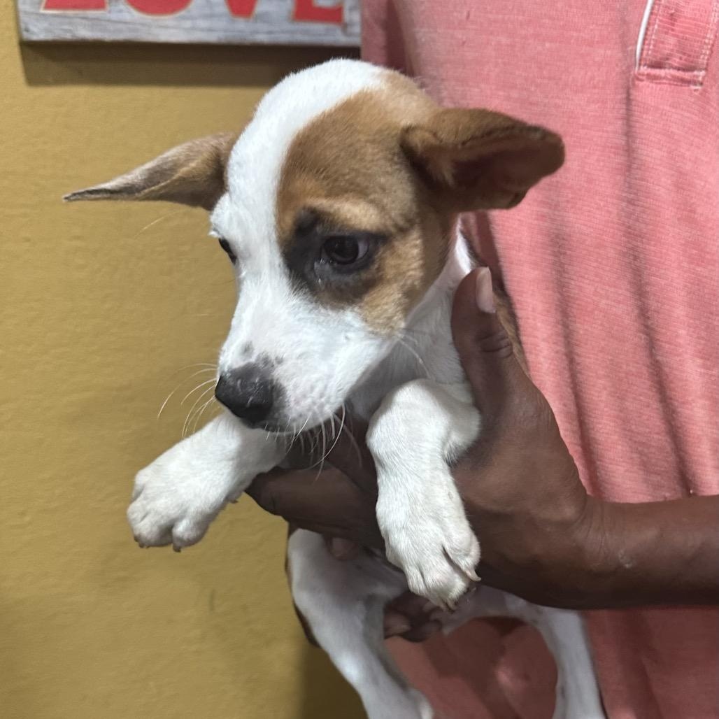 Oscar - Local November 6-8, Adoptable, Puppy Male Rat Terrier & Chihuahua.