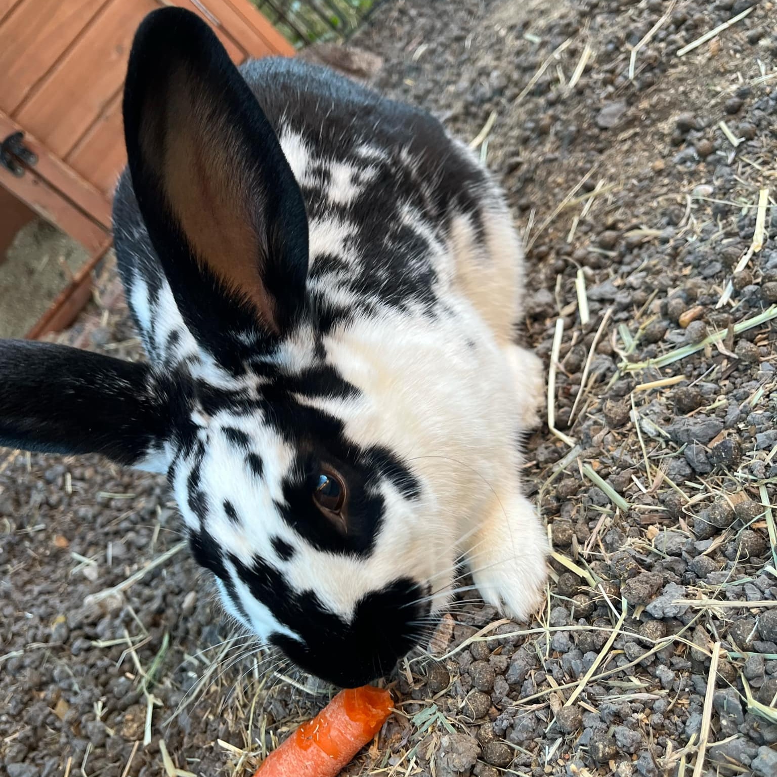 Rabbit for adoption POPPY, a Rex in Grand Prairie, TX Petfinder