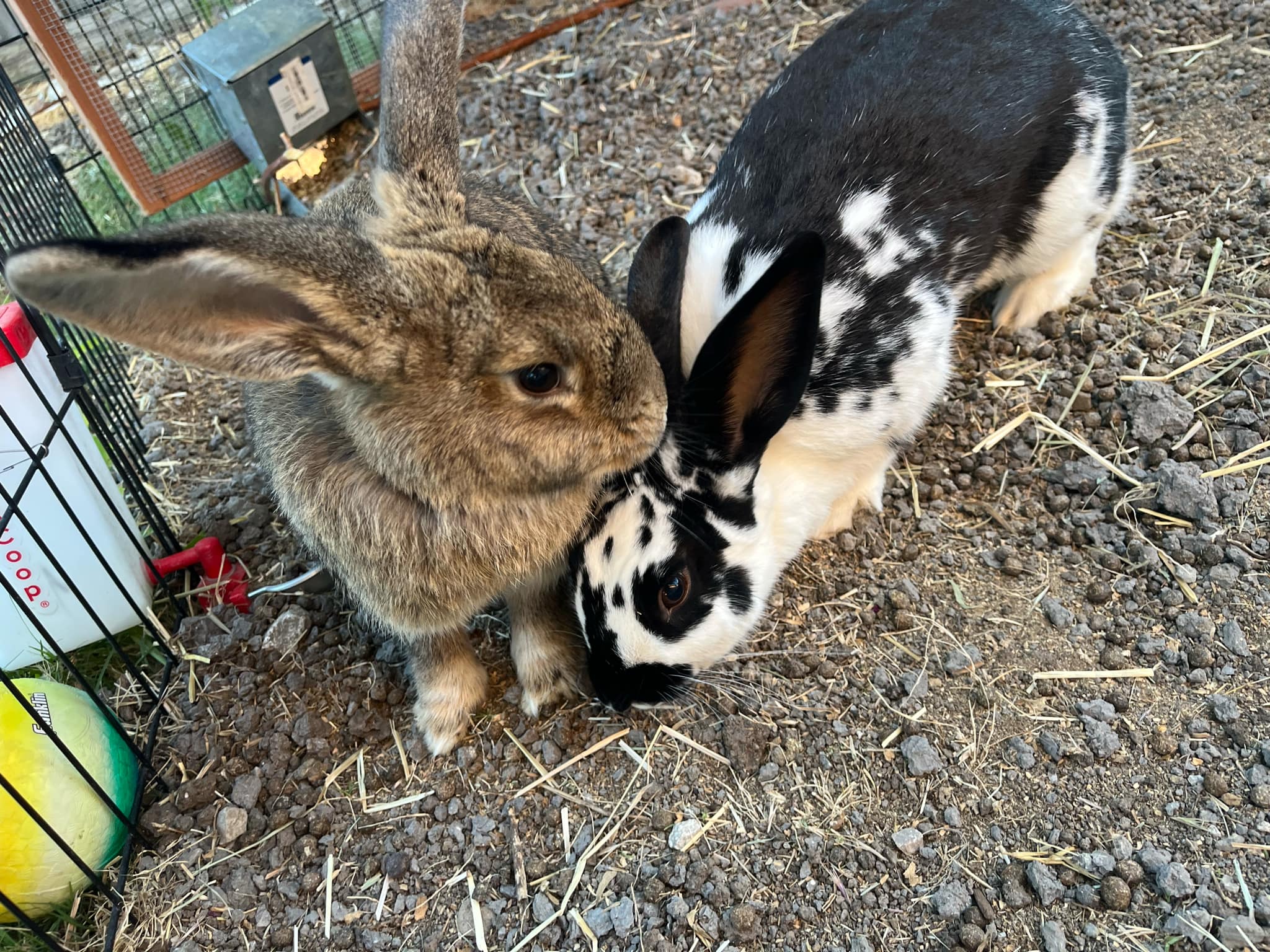 Rabbit for adoption POPPY, a Rex in Grand Prairie, TX Petfinder