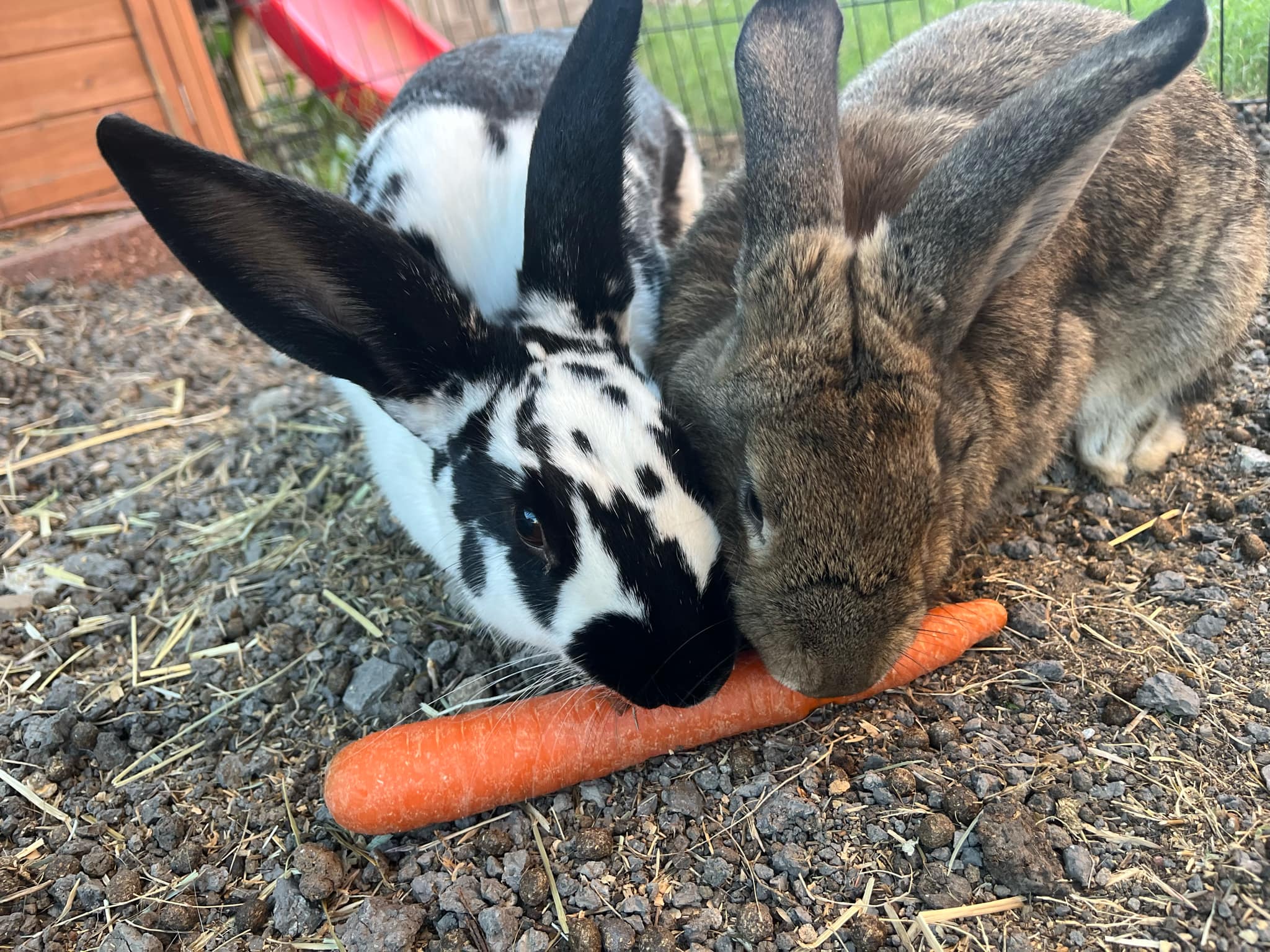 Rabbit for adoption POPPY, a Rex in Grand Prairie, TX Petfinder