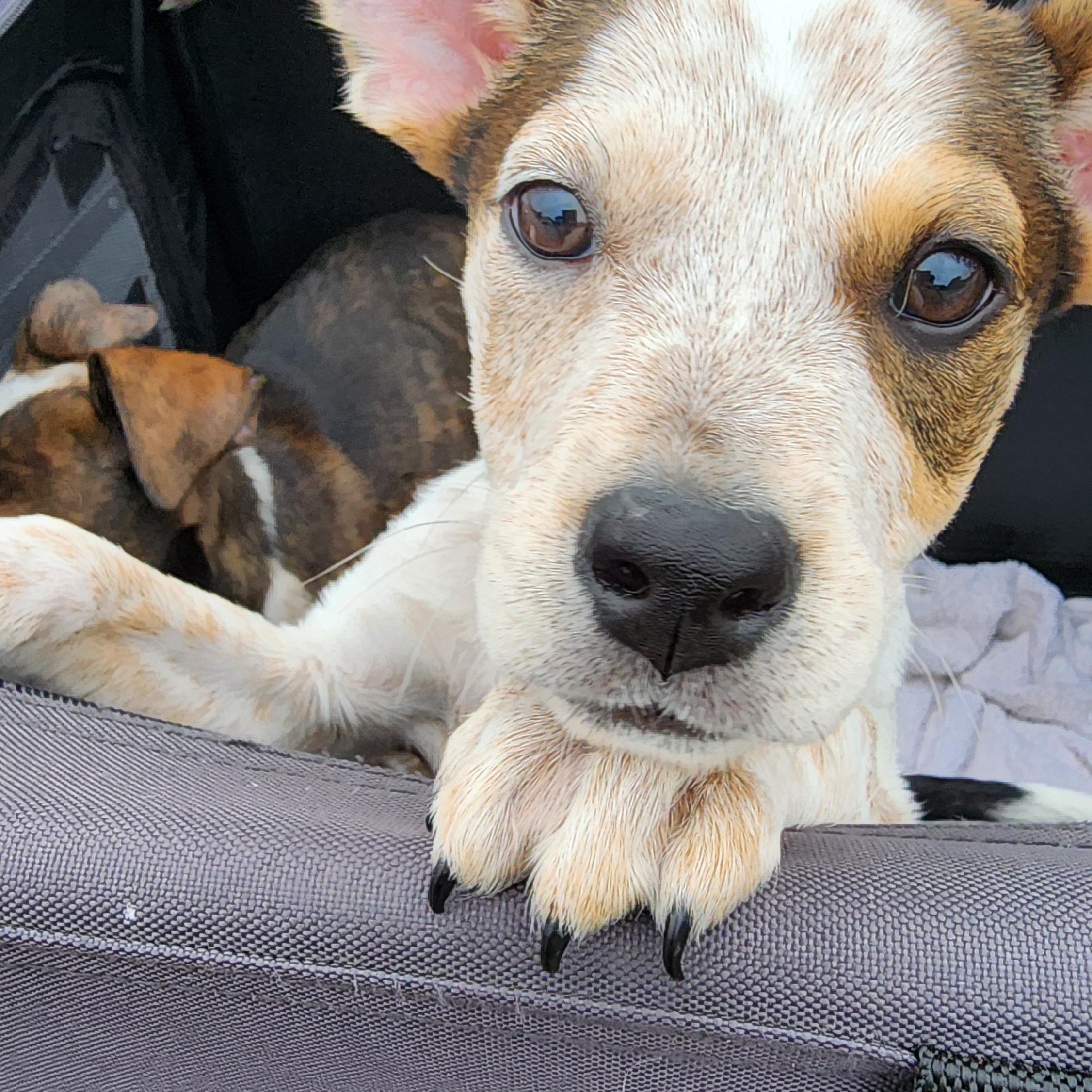 Mercy, Adopted, Puppy Female Pit Bull Terrier & Australian Cattle Dog / Blue Heeler.