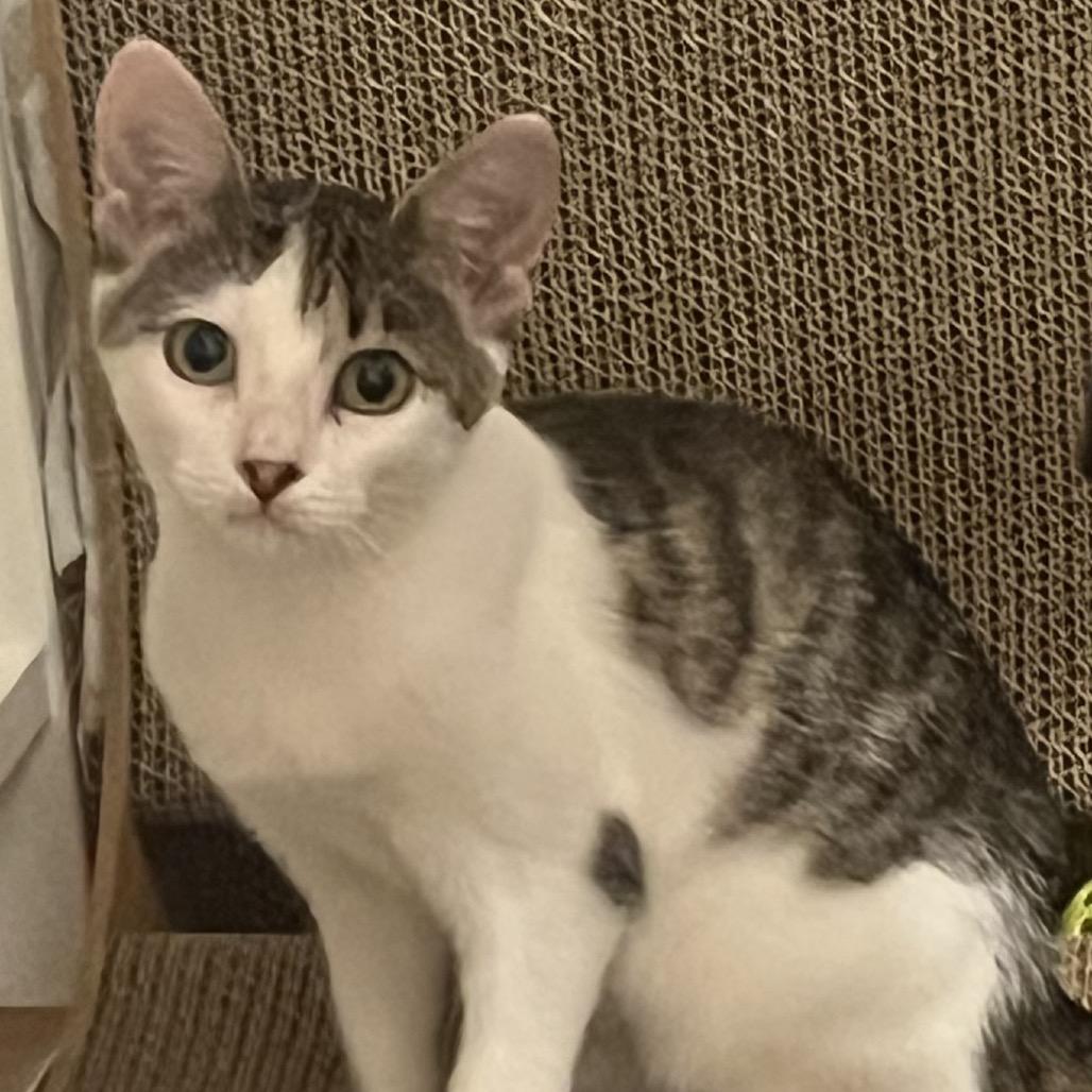 Spark, Adoptable, Kitten Female Domestic Short Hair.