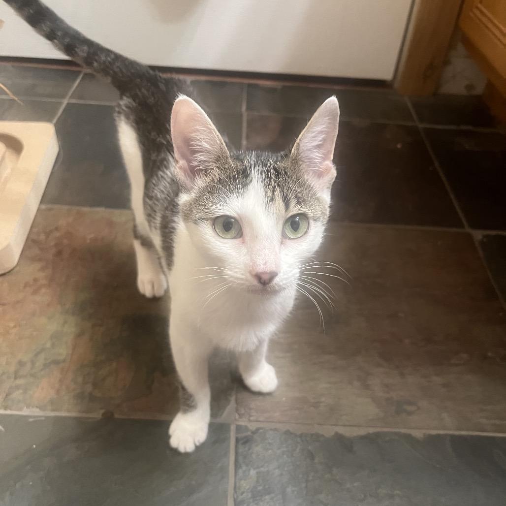 Enlarge Spark, a Adoptable Domestic Short Hair in Port Richey, FL image 2/2