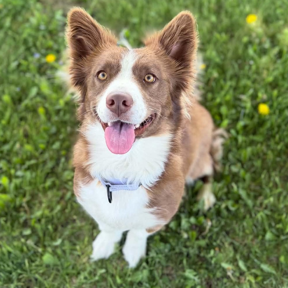 Clover , an adopted mixed breed in Cedar Rapids, IA image 1/4