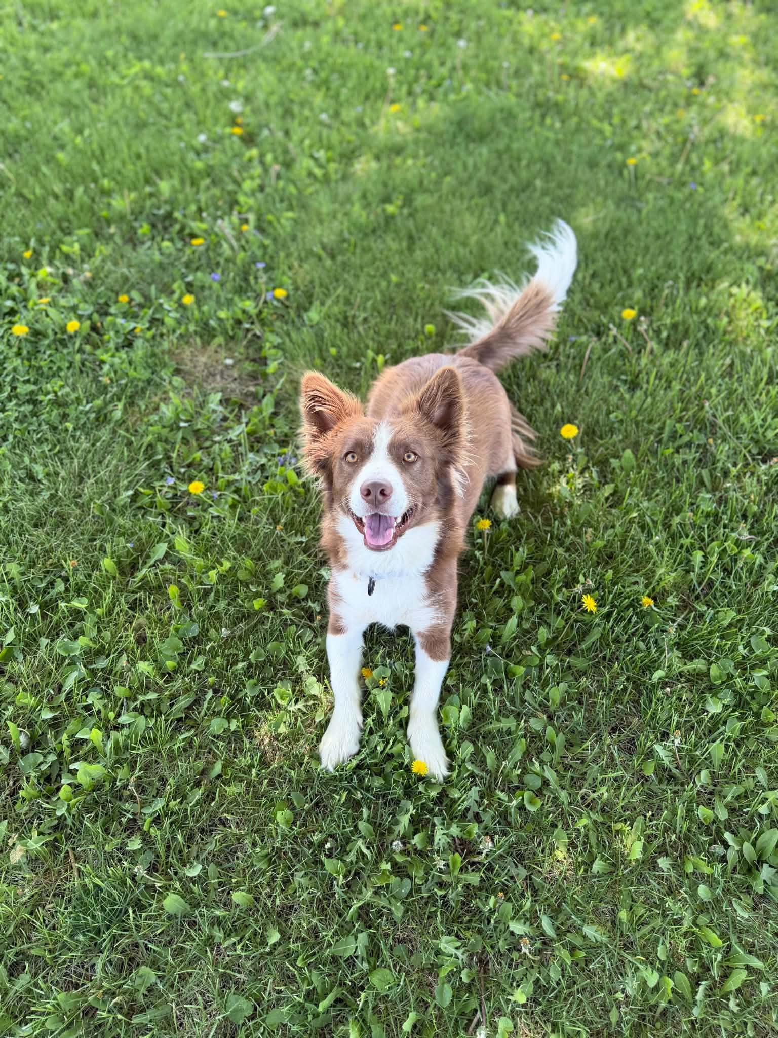 Clover , an adopted mixed breed in Cedar Rapids, IA image 3/4