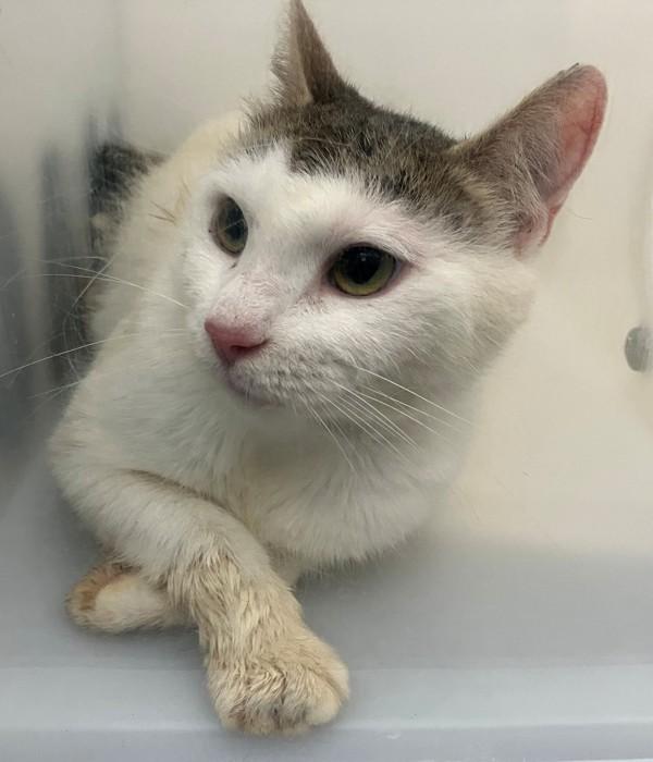 Rupaw, Adoptable, Adult Female Domestic Short Hair.